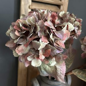 Hydrangea Sober Green 65cm